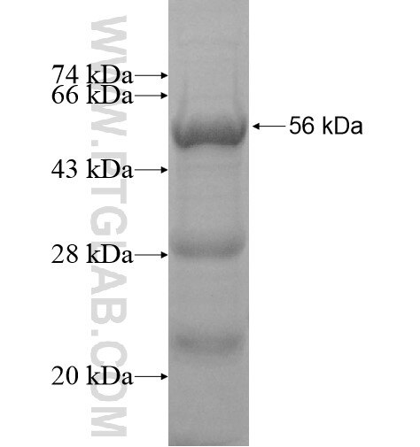 LSM14A fusion protein Ag12997 SDS-PAGE