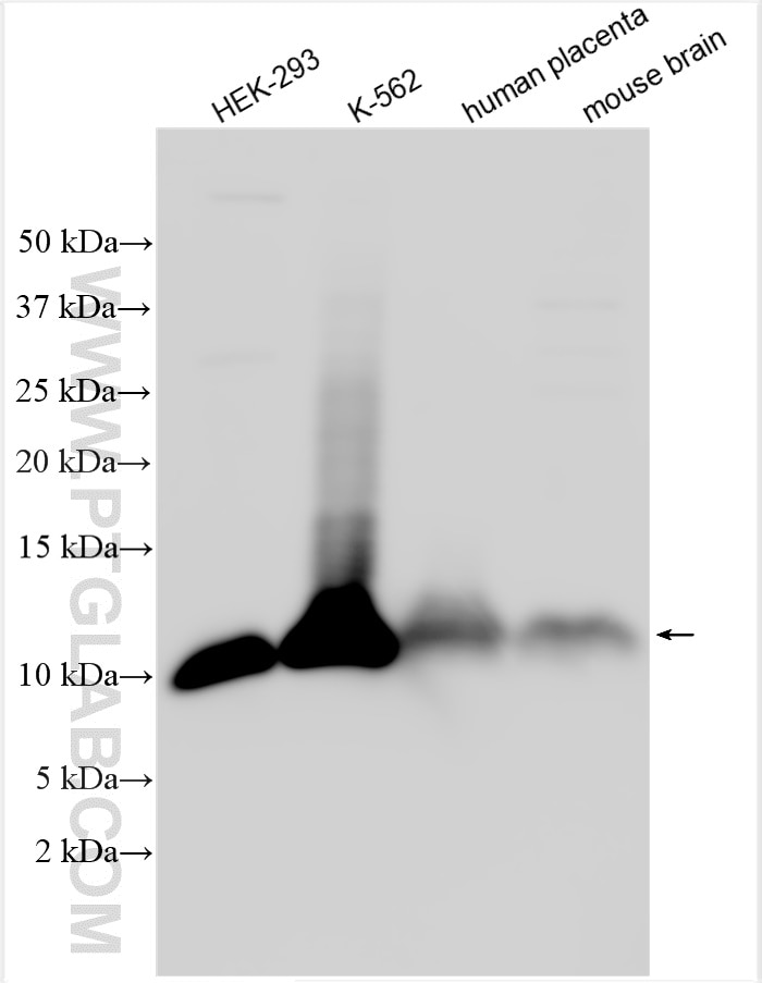 Western Blot (WB) analysis of various lysates using LSM2 Polyclonal antibody (10963-1-AP)