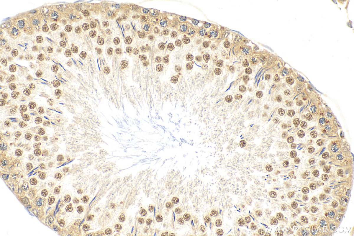 Immunohistochemistry (IHC) staining of rat testis tissue using LSM3 Polyclonal antibody (15879-1-AP)