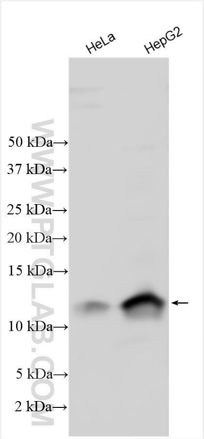 Western Blot (WB) analysis of various lysates using LSM3 Polyclonal antibody (15879-1-AP)