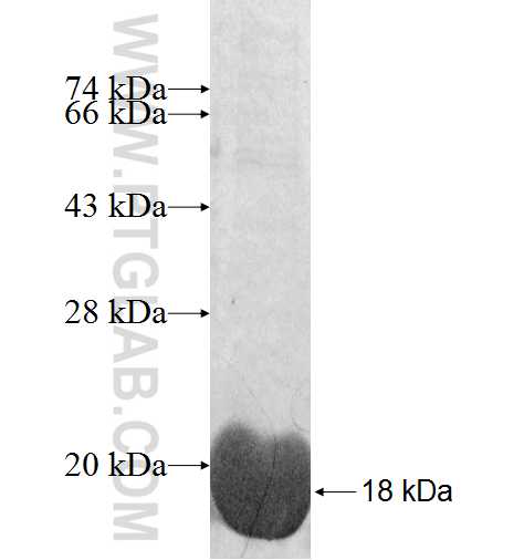 LSM3 fusion protein Ag8570 SDS-PAGE