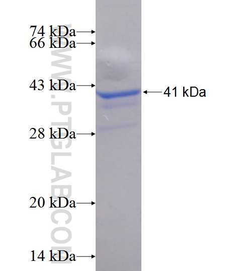 LSM4 fusion protein Ag1280 SDS-PAGE