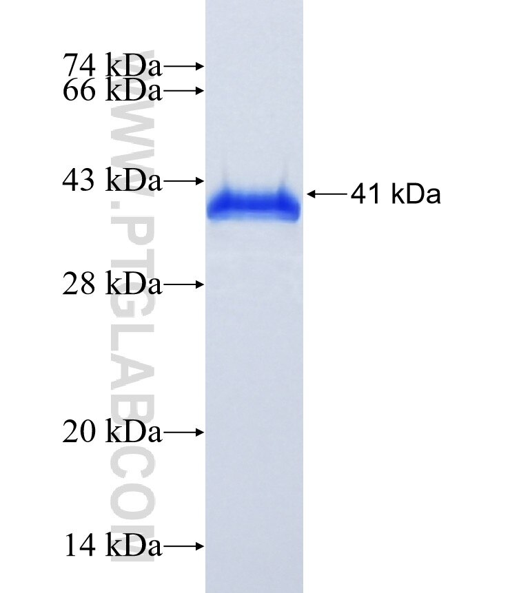 LSM4 fusion protein Ag1280 SDS-PAGE