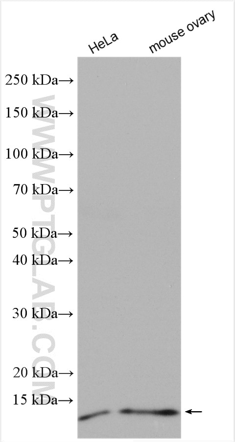Western Blot (WB) analysis of various lysates using LSM5 Polyclonal antibody (10700-1-AP)