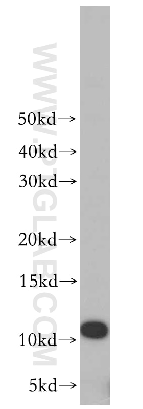 WB analysis of HeLa using 10700-1-AP