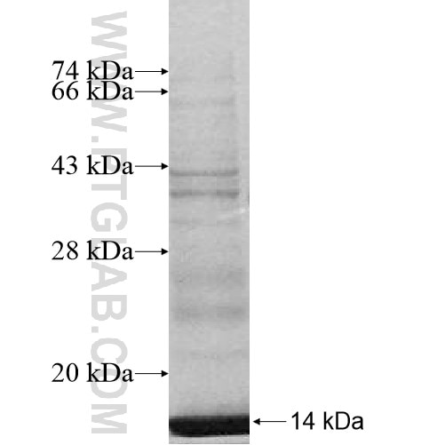 LSM7 fusion protein Ag13498 SDS-PAGE