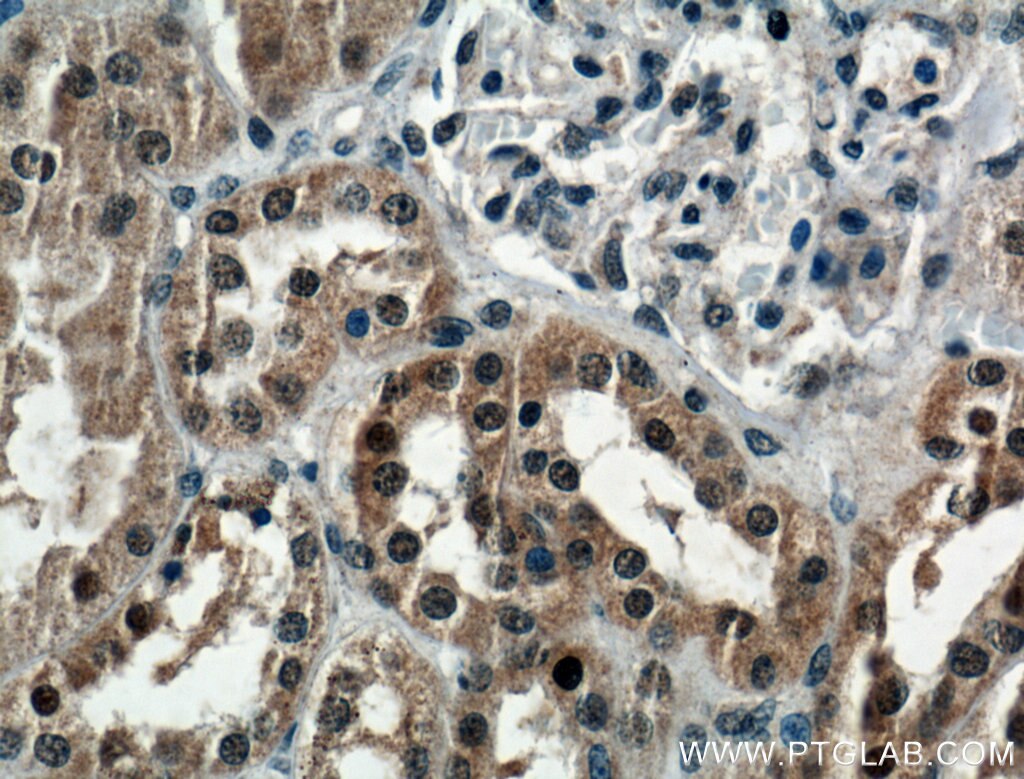 Immunohistochemistry (IHC) staining of human kidney tissue using LSM8 Polyclonal antibody (10134-1-AP)