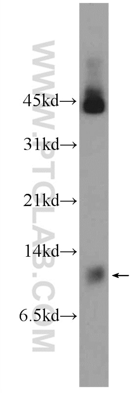 Western Blot (WB) analysis of HL-60 cells using LSM8 Polyclonal antibody (10134-1-AP)