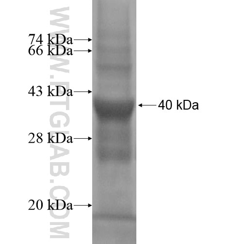 LSMD1 fusion protein Ag14696 SDS-PAGE