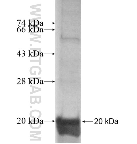 LSMD1 fusion protein Ag15132 SDS-PAGE