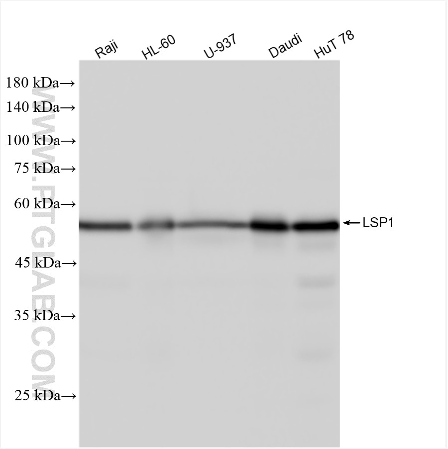WB analysis using 87378-1-RR Western Blot (WB) analysis of various lysates using LSP1 Recombinant monoclonal antibody (87378-1-RR)