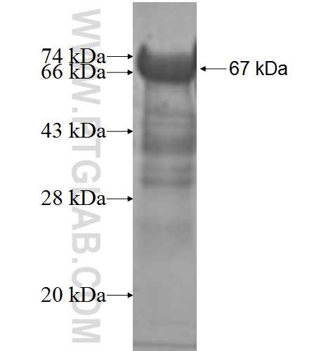 LSP1 fusion protein Ag7944 SDS-PAGE