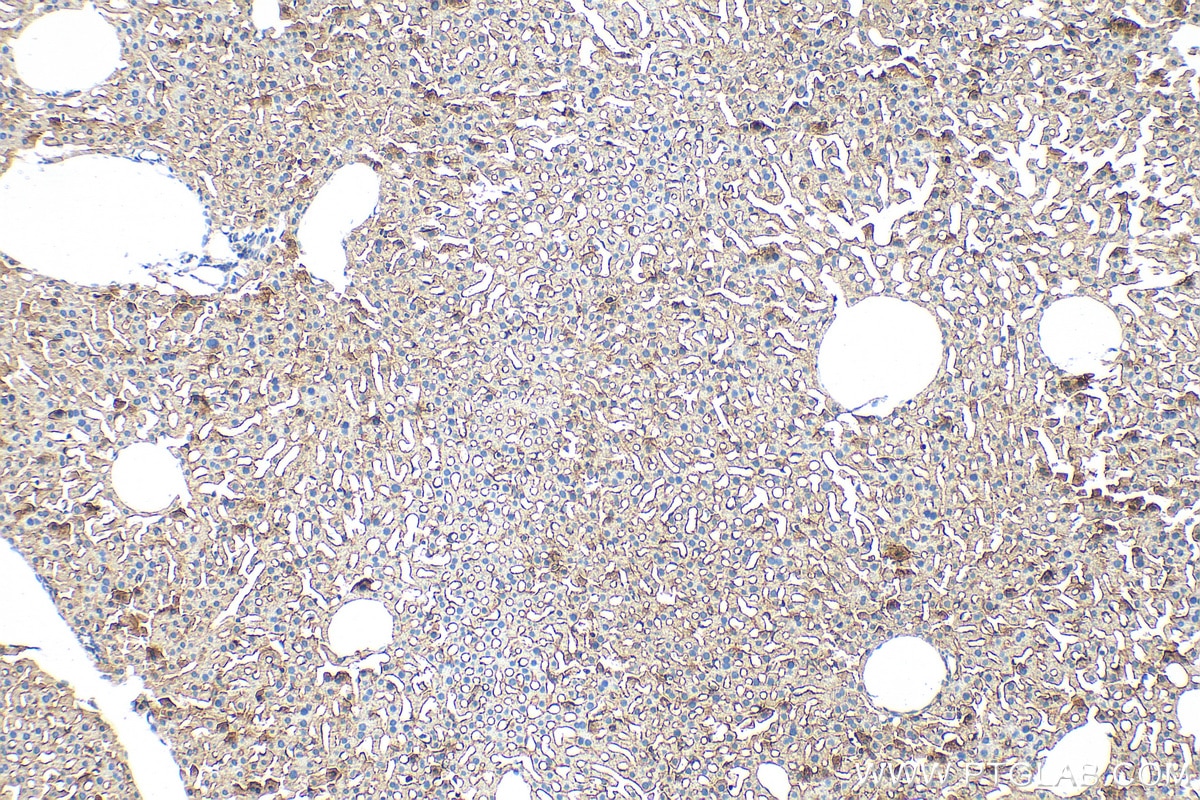 IHC staining of mouse liver using 18216-1-AP