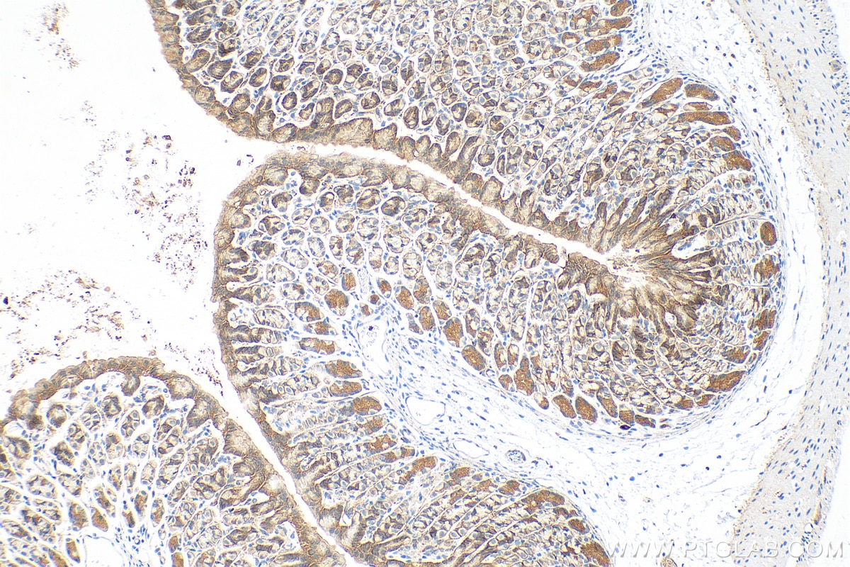 Immunohistochemistry (IHC) staining of mouse stomach tissue using LSR Polyclonal antibody (18216-1-AP)