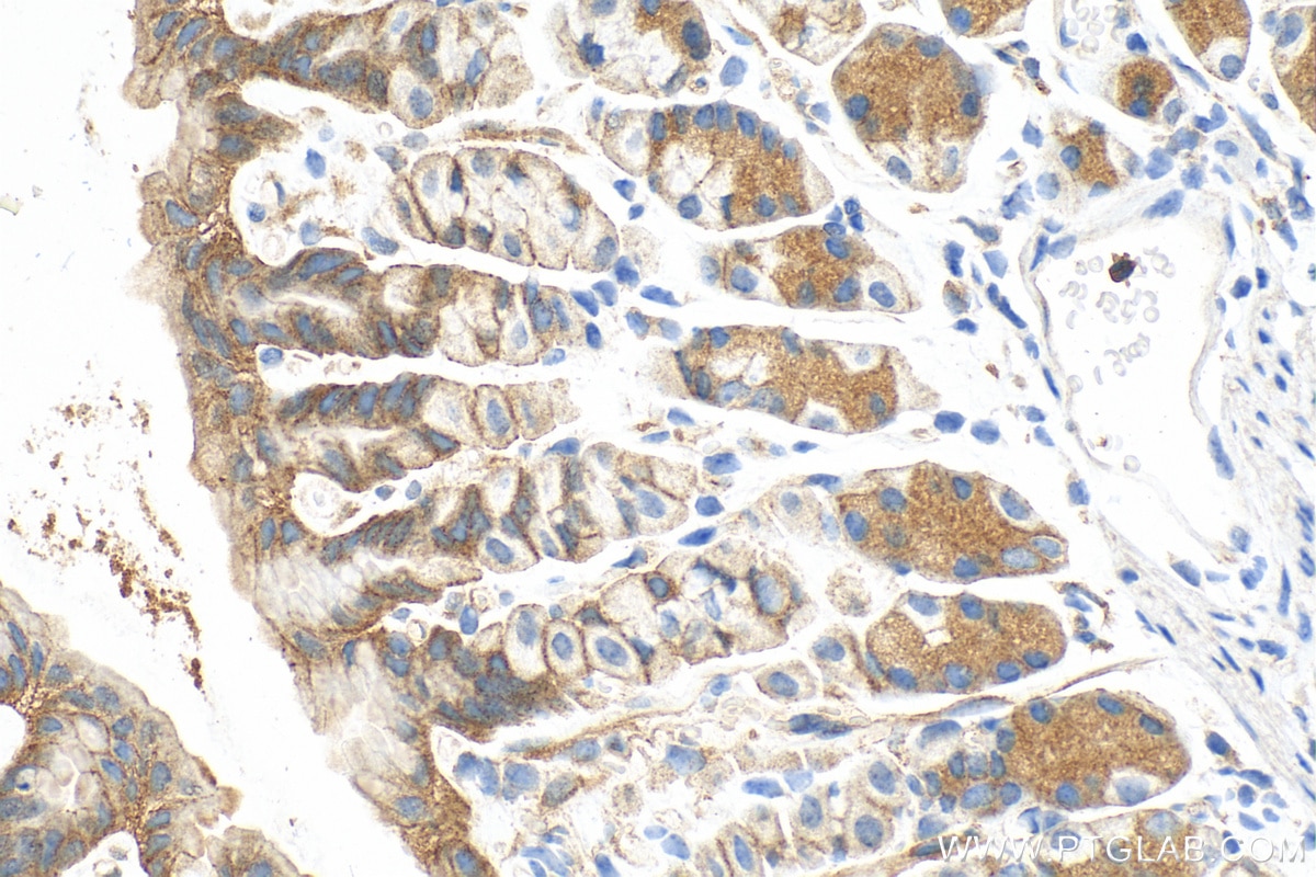 Immunohistochemistry (IHC) staining of mouse stomach tissue using LSR Polyclonal antibody (18216-1-AP)