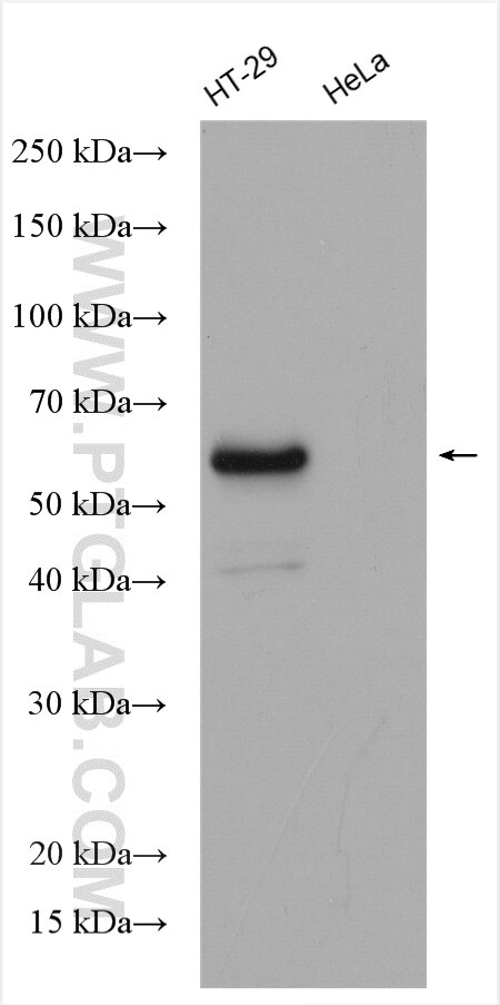 Western Blot (WB) analysis of HT-29 cells using LSR Polyclonal antibody (18216-1-AP)