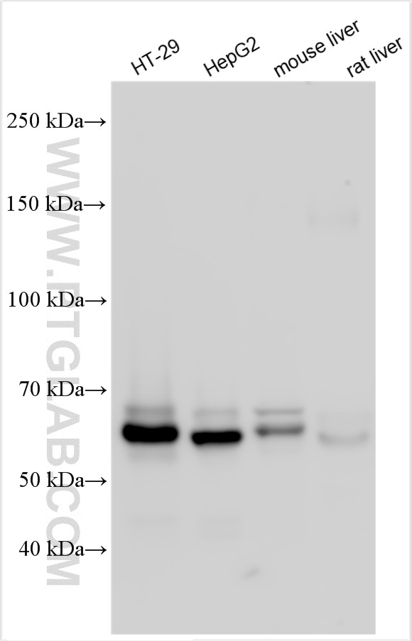 Western Blot (WB) analysis of various lysates using LSR Polyclonal antibody (18216-1-AP)