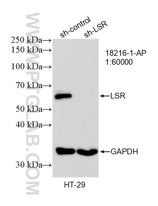Western Blot (WB) analysis of HT-29 cells using LSR Polyclonal antibody (18216-1-AP)
