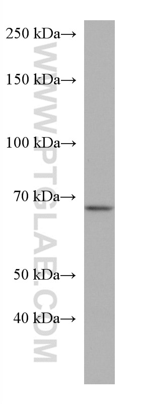 Western Blot (WB) analysis of MCF-7 cells using LSR Monoclonal antibody (67508-1-Ig)