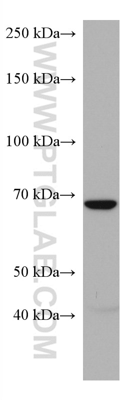 Western Blot (WB) analysis of LNCaP cells using LSR Monoclonal antibody (67508-1-Ig)