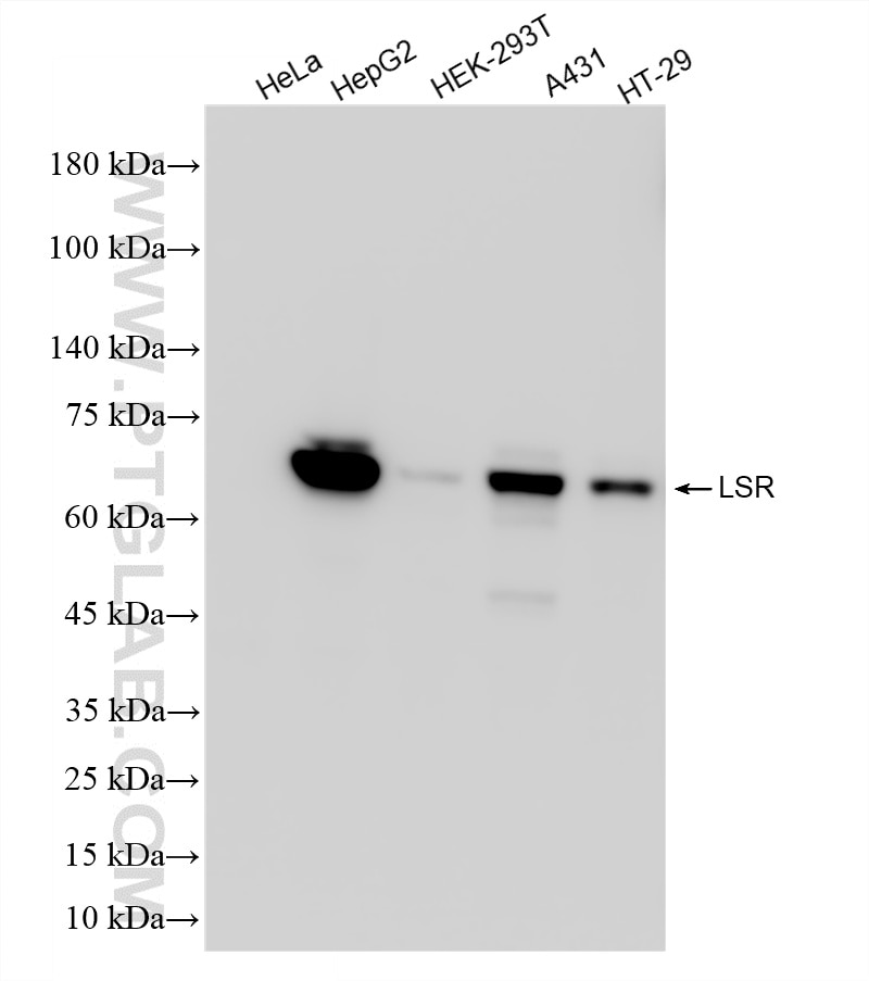 WB analysis using 88350-2-RR (same clone as 88350-2-PBS) Western Blot (WB) analysis of various lysates using LSR Recombinant monoclonal antibody (88350-2-RR)