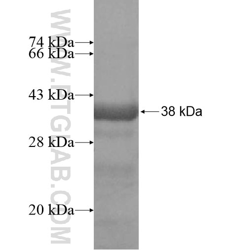 LSR fusion protein Ag12961 SDS-PAGE
