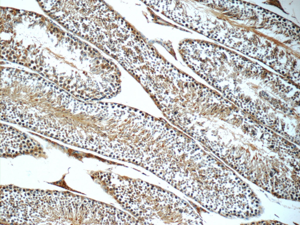 Immunohistochemistry (IHC) staining of mouse testis tissue using LSS Polyclonal antibody (13715-1-AP)