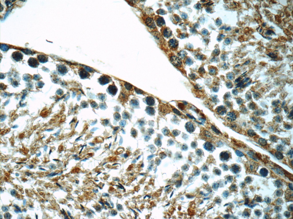 Immunohistochemistry (IHC) staining of mouse testis tissue using LSS Polyclonal antibody (13715-1-AP)