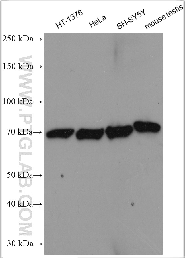 Western Blot (WB) analysis of various lysates using LSS Polyclonal antibody (13715-1-AP)