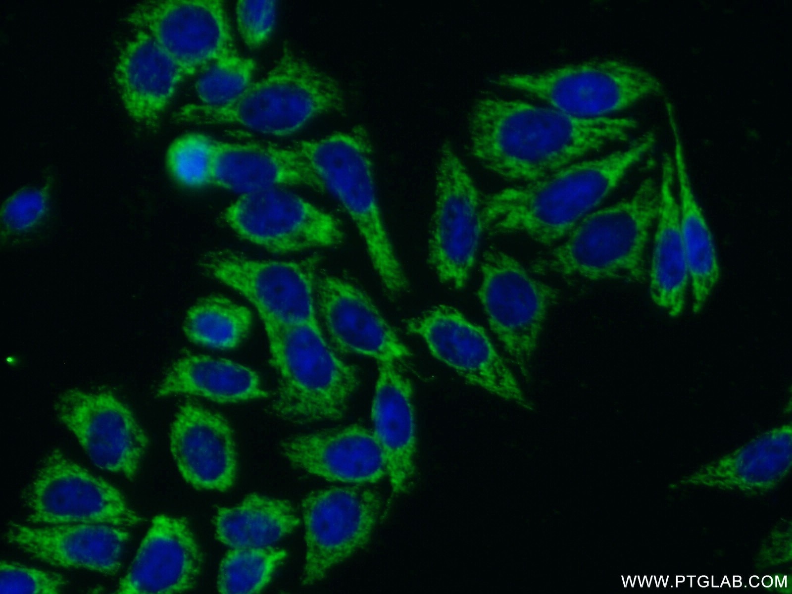 Immunofluorescence (IF) / fluorescent staining of HepG2 cells using LSS Polyclonal antibody (18693-1-AP)