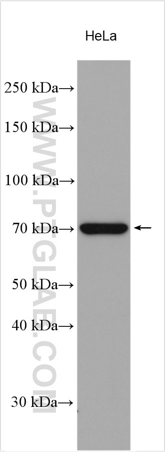 Western Blot (WB) analysis of HeLa cells using LSS Polyclonal antibody (18693-1-AP)