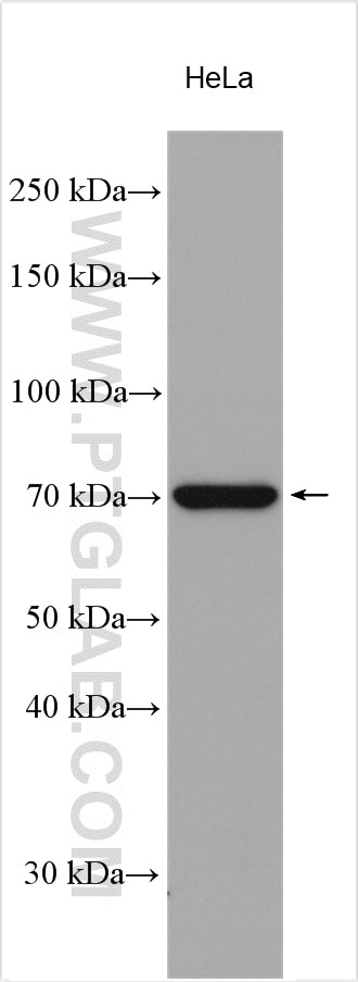 WB analysis of HeLa using 18693-1-AP