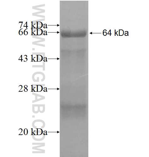 LSS fusion protein Ag4655 SDS-PAGE