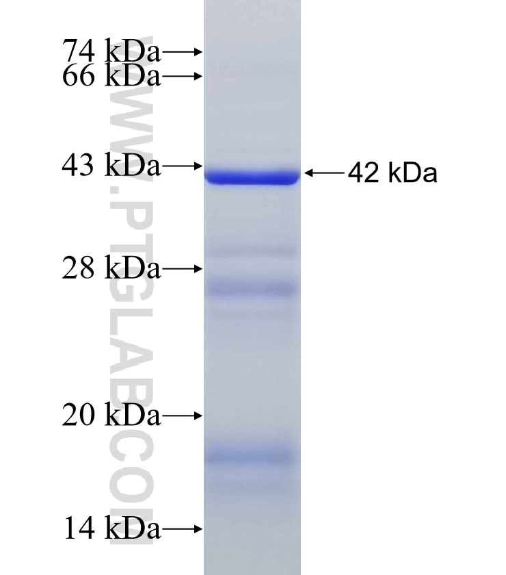 LSS fusion protein Ag6955 SDS-PAGE