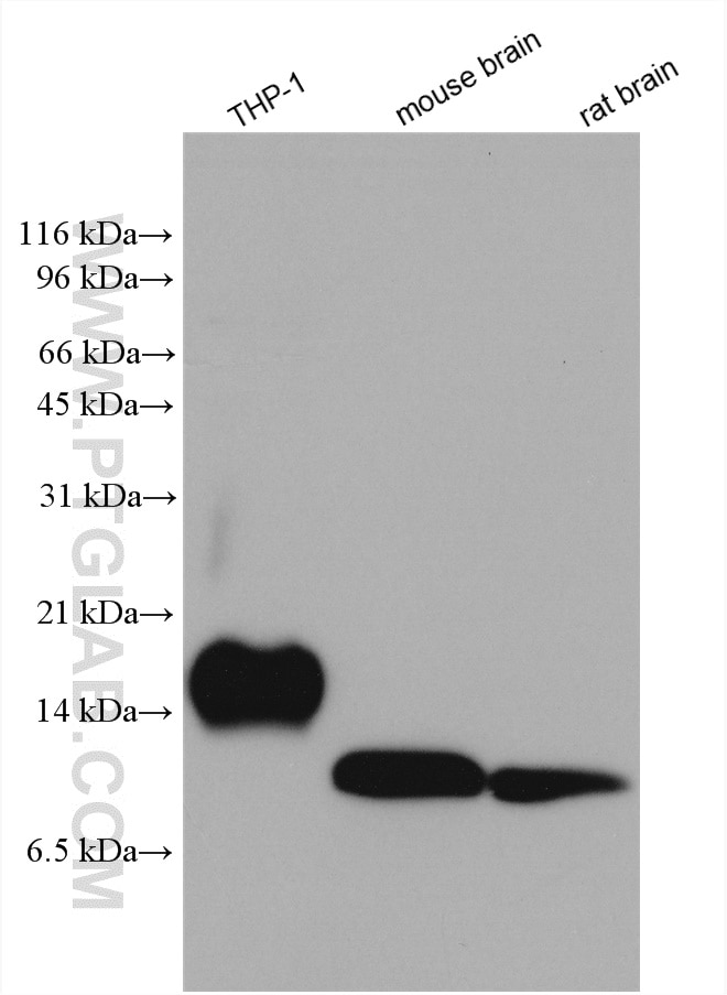 Western Blot (WB) analysis of various lysates using LST1 Polyclonal antibody (21361-1-AP)