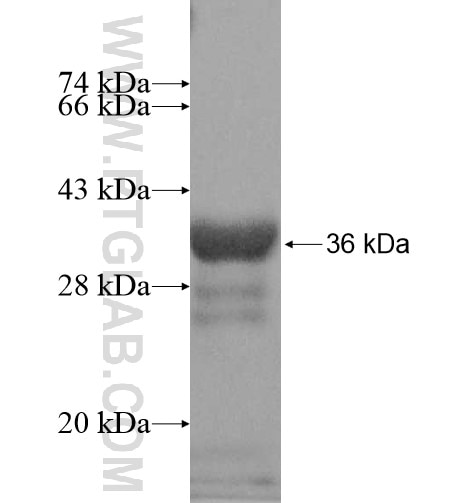 LST1 fusion protein Ag15817 SDS-PAGE