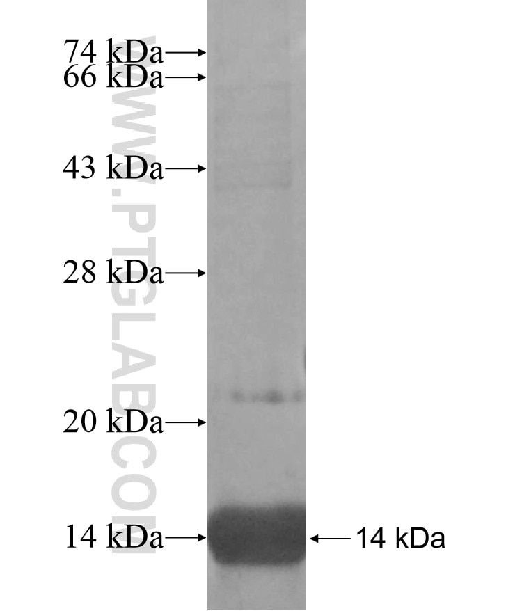 LST1 fusion protein Ag16979 SDS-PAGE