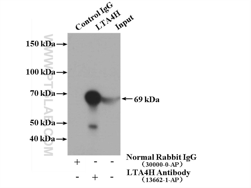 Immunoprecipitation (IP) experiment of HEK-293 cells using LTA4H Polyclonal antibody (13662-1-AP)