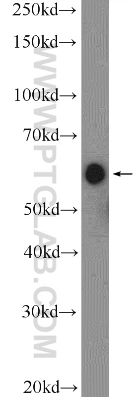 Western Blot (WB) analysis of Jurkat cells using LTA4H Polyclonal antibody (13662-1-AP)