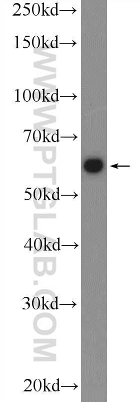 Western Blot (WB) analysis of HEK-293 cells using LTA4H Polyclonal antibody (13662-1-AP)