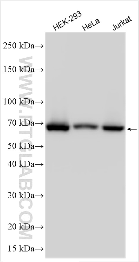 Western Blot (WB) analysis of various lysates using LTA4H Polyclonal antibody (13662-1-AP)