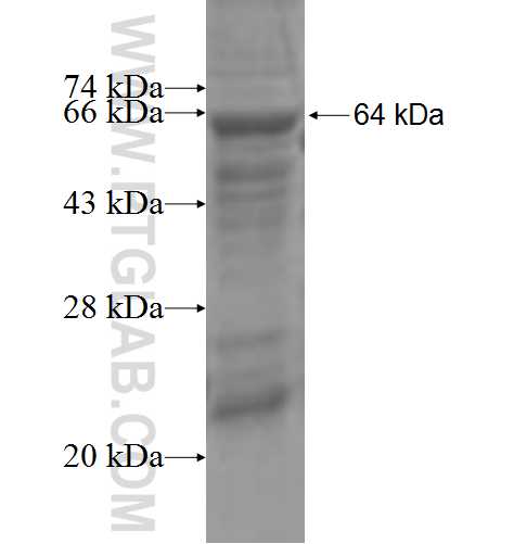 LTA4H fusion protein Ag4568 SDS-PAGE