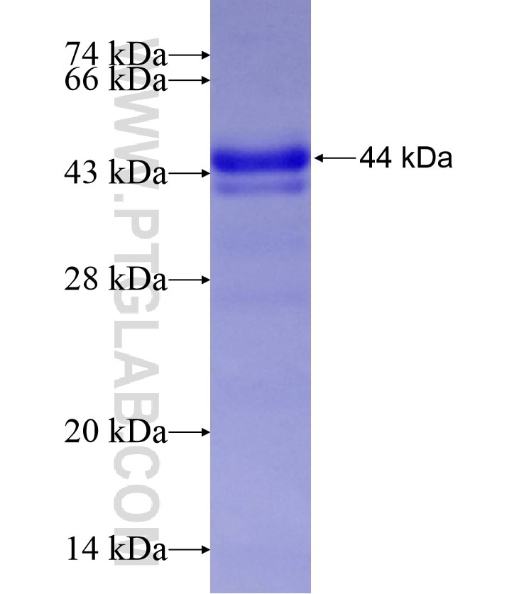 LTBP1 fusion protein Ag17471 SDS-PAGE