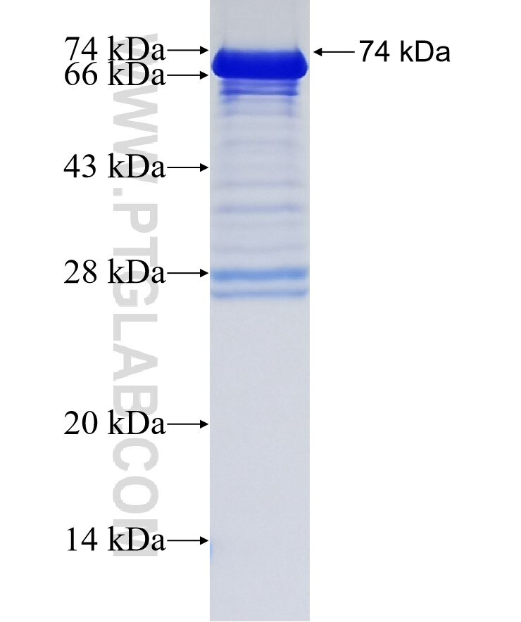 LTBP2 fusion protein Ag12007 SDS-PAGE