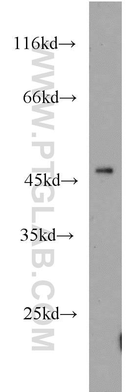 Western Blot (WB) analysis of mouse brain tissue using LTBR Polyclonal antibody (20331-1-AP)