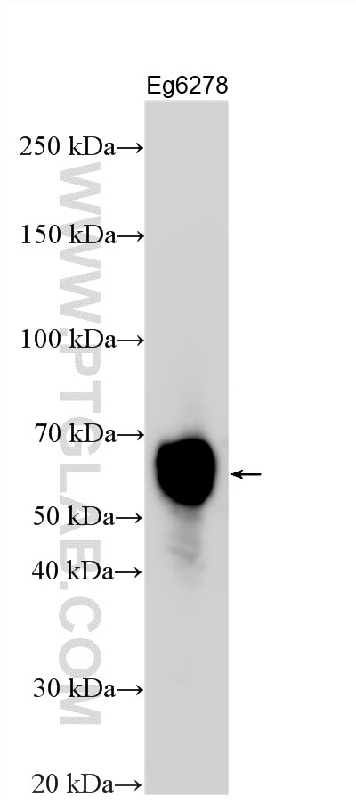 Western Blot (WB) analysis of various lysates using LTBR Polyclonal antibody (33655-1-AP)