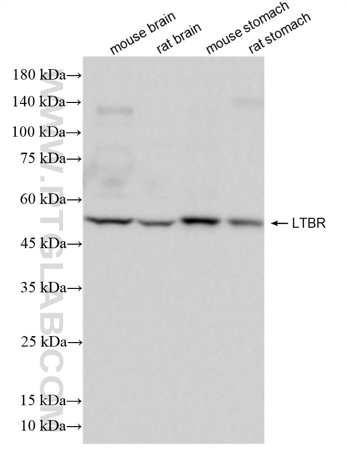 LTBR antibody (87306-1-RR) | Proteintech