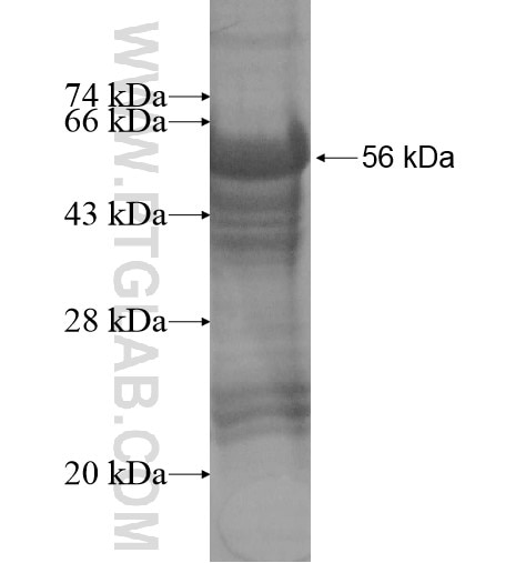 LTBR fusion protein Ag14065 SDS-PAGE