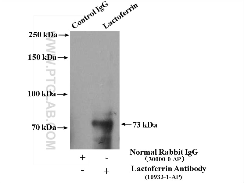 Immunoprecipitation (IP) experiment of HeLa cells using LTF Polyclonal antibody (10933-1-AP)