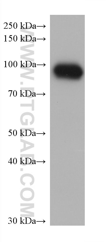 Western Blot (WB) analysis of human saliva using LTF Monoclonal antibody (68509-1-Ig)
